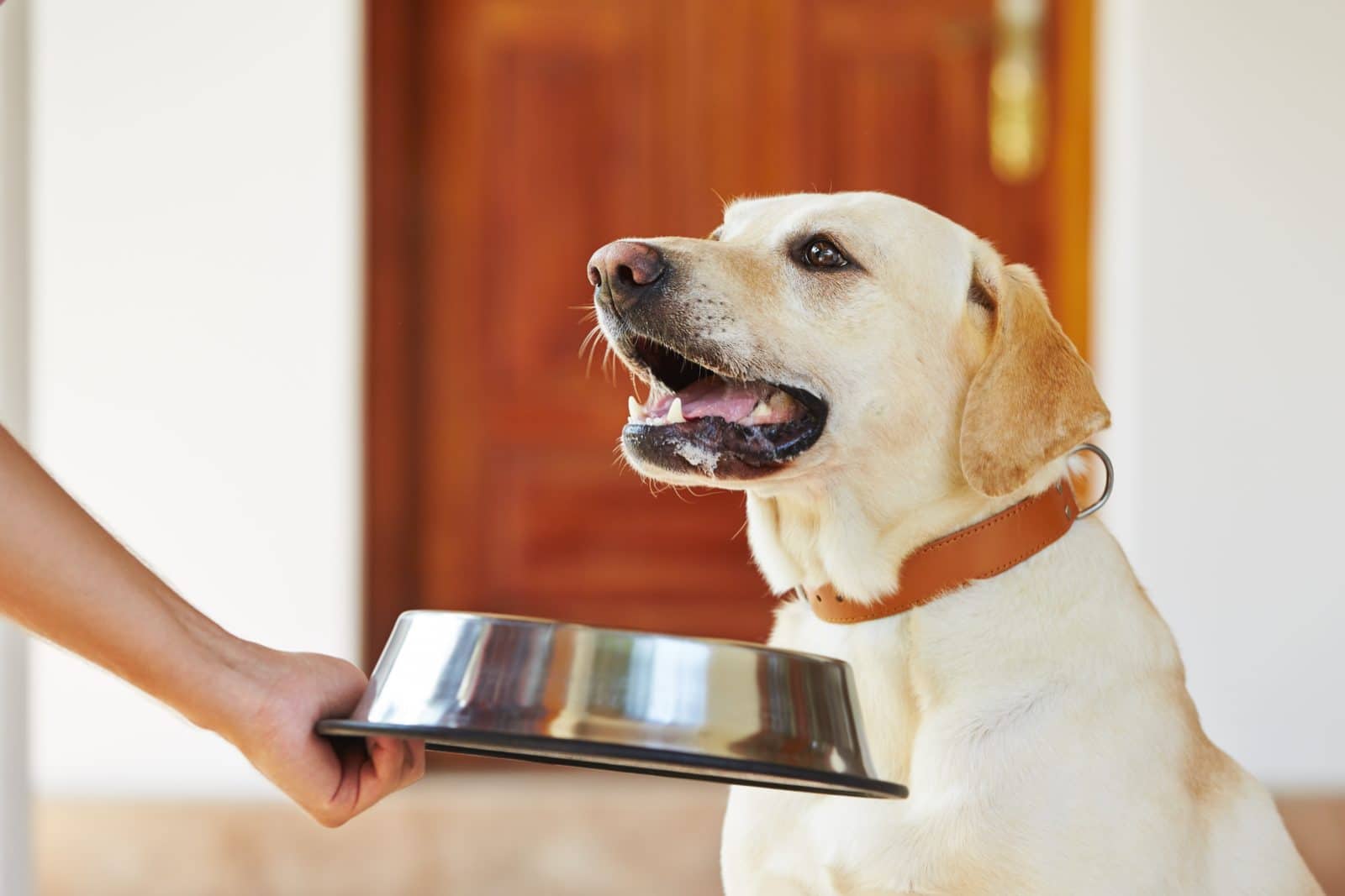 rencontre avec animaux