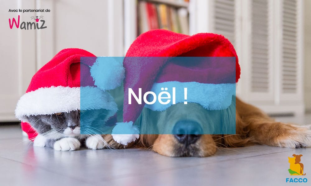 Noel 3 Dangers Pour Votre Chien Et Votre Chat Facco